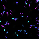 多彩炫酷动态小鱼游动粒子跟随鼠标聚散js特效动画