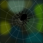 纯CSS实现绘制逼真蜘蛛跟随鼠标爬网运动特效动画